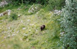 WWF e Animalisti, contro la legge regionale sulla caccia