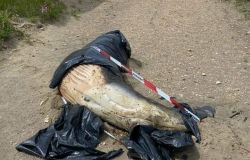 Fregene, al via la rimozione della balenottera spiaggiata