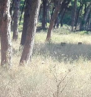 Ostia, riforestazione PNRR, sostituzione delle piante compromesse entro l'autunno Ostia, riforestazione PNRR, sostituzione delle piante compromesse entro l'autunno