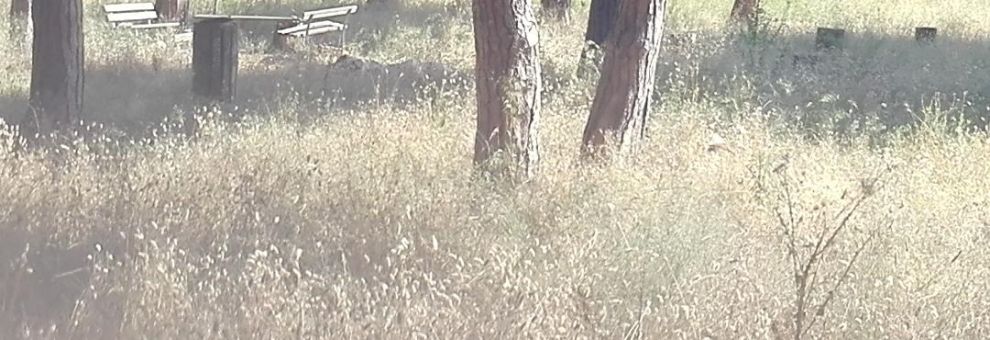 Ostia, riforestazione PNRR, sostituzione delle piante compromesse entro l'autunno