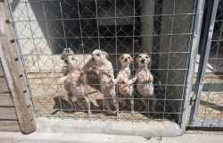 Covid-19, in Molise la caccia è autorizzata ma le adozioni dai canili sono bloccate