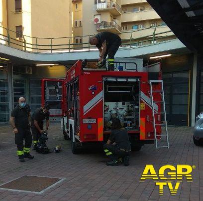 Salvato gatto in bilico su una trave a 6 metri