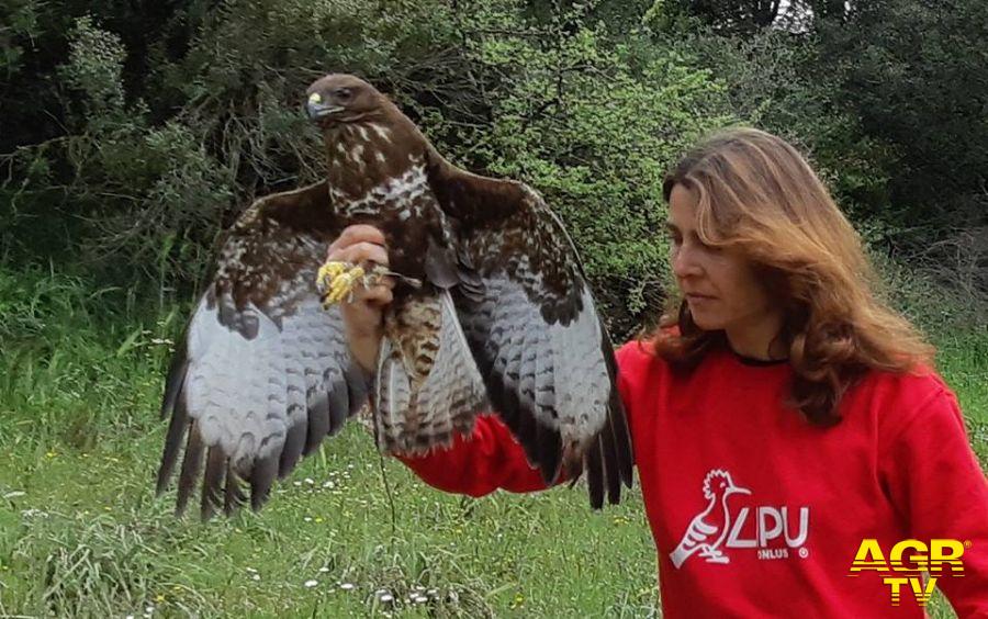 falco liberato dopo essere stato curato falco liberato dopo essere stato curato