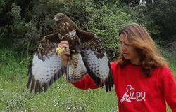 WWF, traffico illegale di specie a rischio anche in Italia