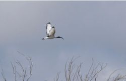 Eccezionale avvistamento di un Ibis sacro lungo le coste molisane