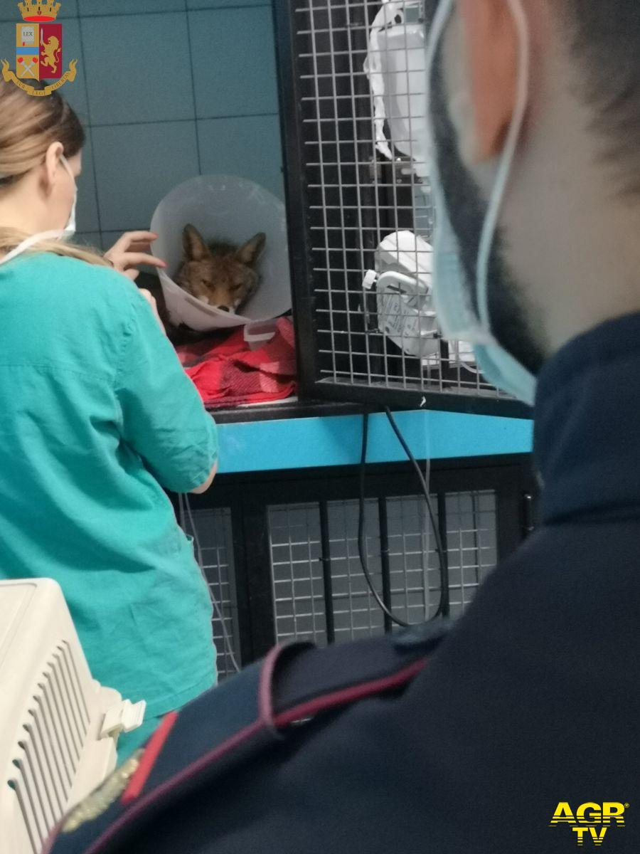 La volpe dal veterinario dove è stata accompagnata La volpe dal veterinario dove è stata accompagnata
