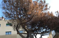 Municipio X, si abbattono gli alberi pericolanti