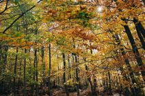Sentinelle degli alberi in azione sul litorale