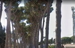 IEVA: Viale di Castel Porziano, abbattimento pini, tutto regolare