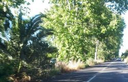 Via Ostiense, dopo l'asfalto la vegetazione, sicurezza a rischio