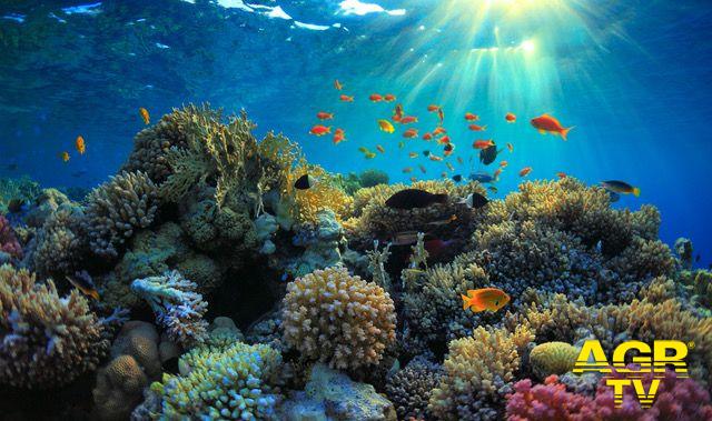 WWF, Blue recovery...plan, un piano per la ripresa del Mediterraneo