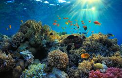 WWF, Blue recovery...plan, un piano per la ripresa del Mediterraneo