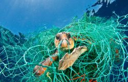 WWF la plastica ed il dramma delle tartarughe marine