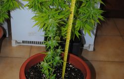 Ostia, coltivava la marjuana sul terrazzo condomoniale, arrestato