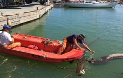 Fiumicino torna a specchiarsi nella darsena