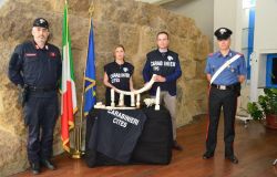 Carabinieri, operazione Golden Tusks, recuperato avorio per 400 mila euro