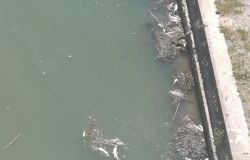 Tevere, nuova moria di pesci, chiesto monitoraggio del fiume