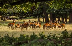 WWF, 12 milioni di trappole minacciano gli animali selvatici nel sud-est asiatico