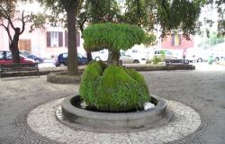 Ostia Antica, l'Albero della legalità sarà piantato in piazza Gregoriopoli