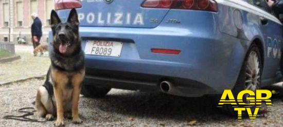 Acilia, cane poliziotto fiuta la droga...arrestato lo spacciatore