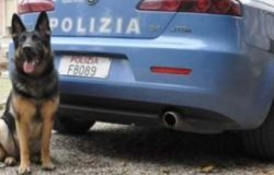 Acilia, cane poliziotto fiuta la droga...arrestato lo spacciatore