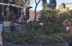 Cade albero a Piazza Venezia: Allarme cocciniglia a Roma?
