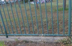 Ostia, cerimonia religiosa dei musulmani nel parco Pallotta