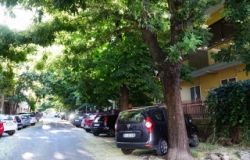 Italia Nostra, abbattimenti indiscriminati delle alberature urbane a Monterotondo
