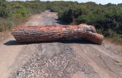 X Municipio, lotta alle discariche, tronchi d'albero per bloccare accesso ai parchi