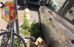 il cane legato al palo