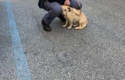 il cane con  il suo salvatore