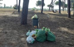 Fregene, nella pineta monumentale rifiuti abbandonati accanto ai cestini