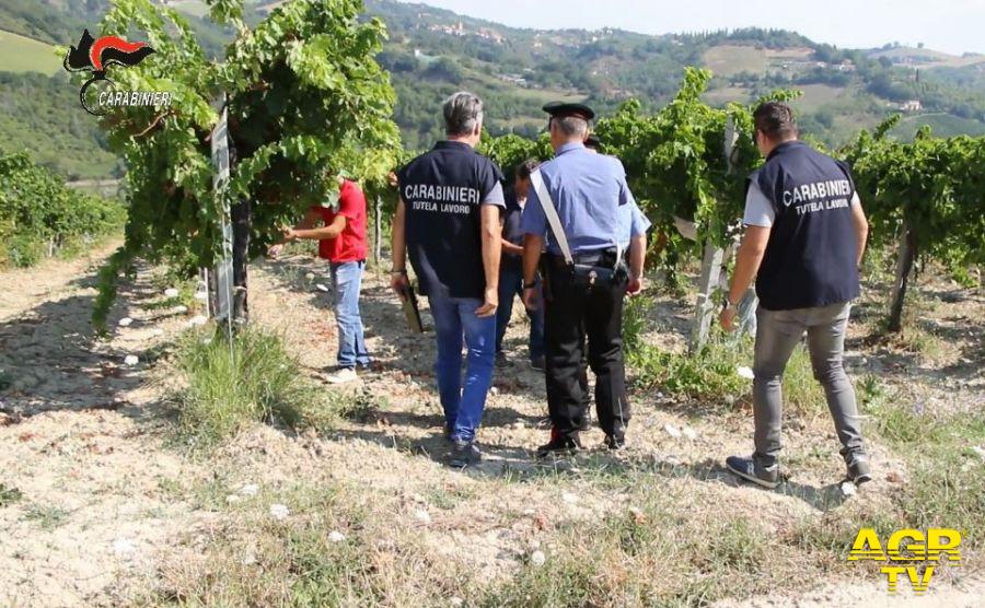 Maxi operazione anti-caporalato nella provincia di Foggia, braccianti costretti a lavorare 16 ore al giorno