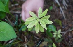 WWF, giardini scolastici occasione unica per conoscere la natura