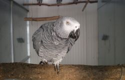 commercio illegale animali pappagalli cenerino WWF