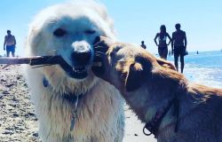 Maccarese, Baubeach polo formativo dell'etologia del cane