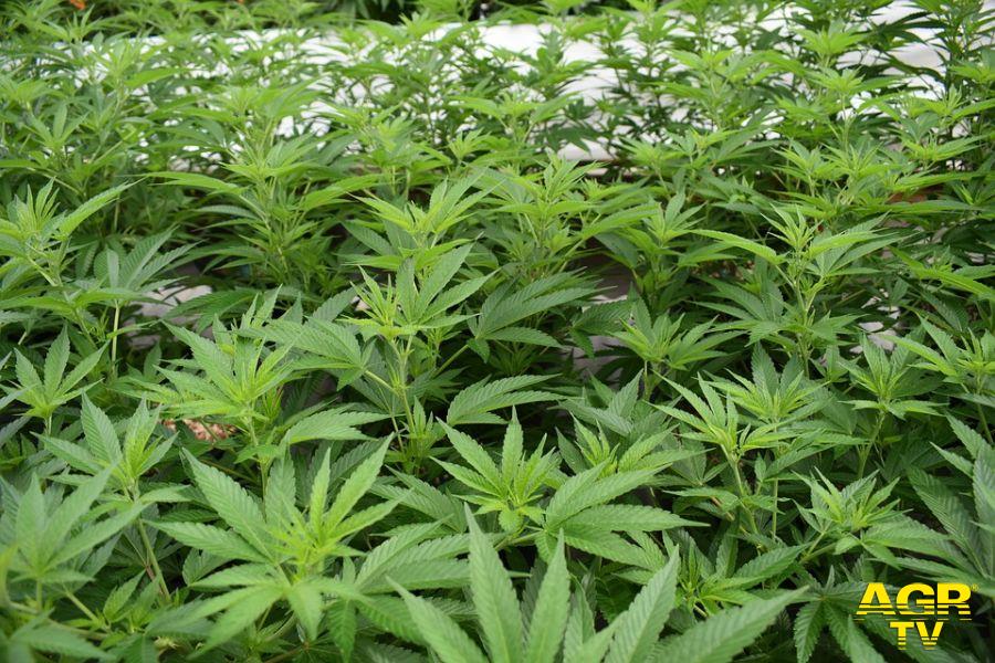 piante marijuana