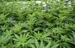Carabinieri, sequestrata piantagione di cannabis nell'Oristanese