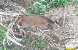 Prato. Intervento su un cucciolo di cervo a Galceti