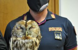 Ostia, salvato un Allocco dalla polizia