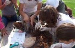 WWF litorale romano, esploriamo la natura vicino casa