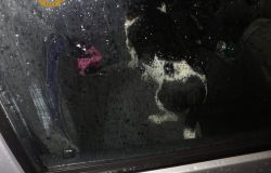 Maltrattamenti aninali, due denunciati a Roma