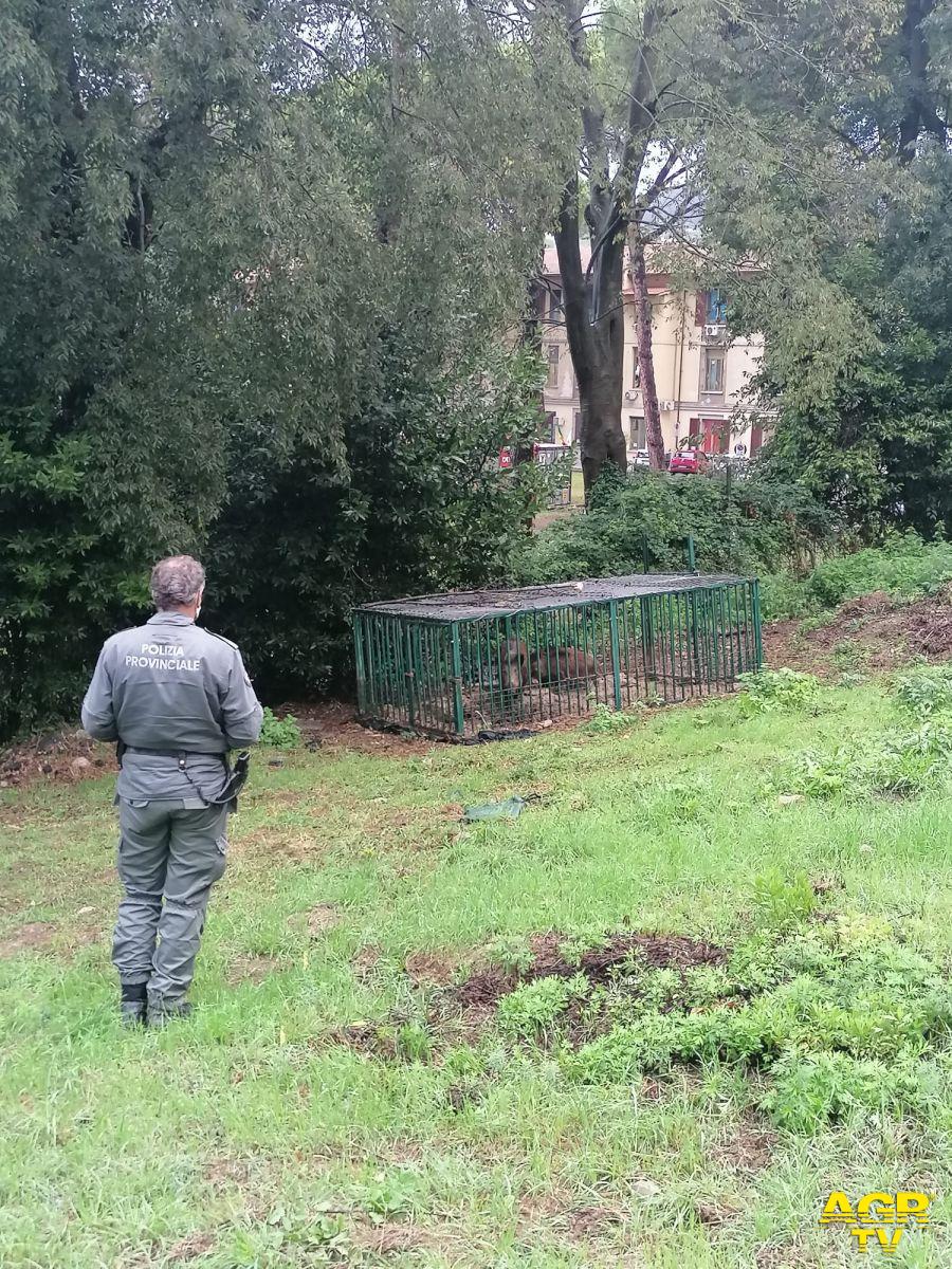 Tre cinghiali catturati a Careggi Tre cinghiali catturati a Careggi