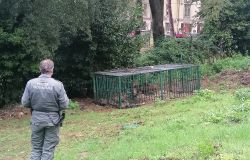 Tre cinghiali catturati a Careggi. Altri avvistati
