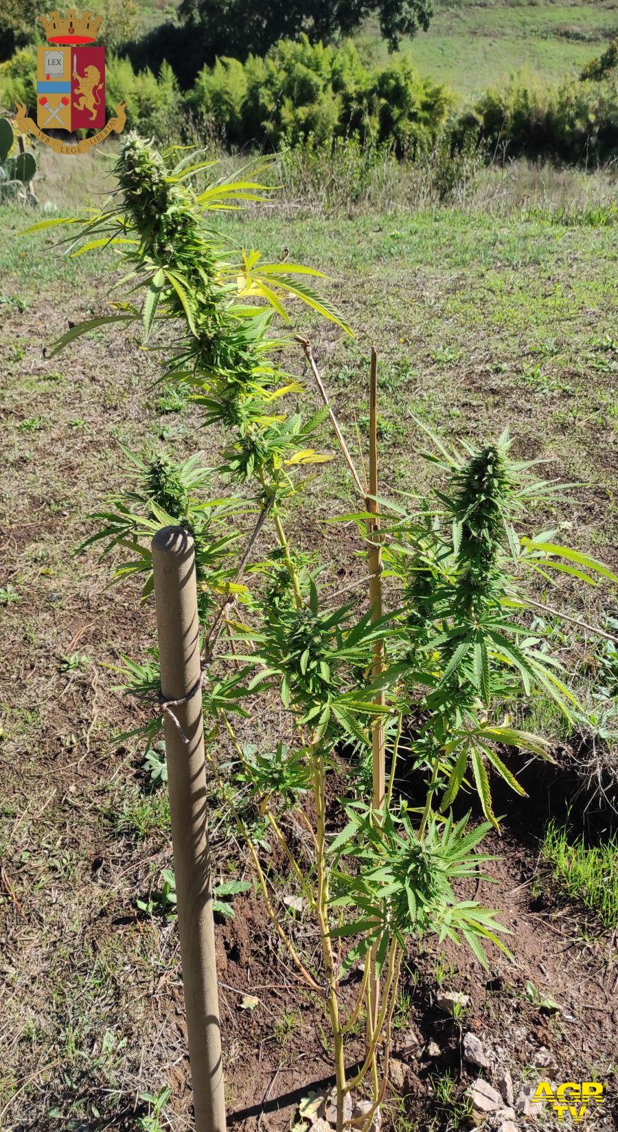 Genzano, Coltivava piante di marijuana senza alcuna autorizzazione