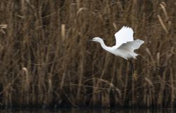 La Garzetta dei nostri laghi… fotografata dall’obiettivo di Maurizio Di Giacomo
