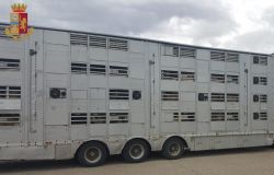 Capre costrette a viaggiare ammassate. La Polstrada ne blocca 550