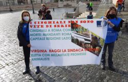 L'OIPA presenta un esposto in Procura per l'uccisione dei cinghiali a Roma