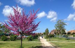 Acilia, si cercano idee e progetti per il parco della Madonetta