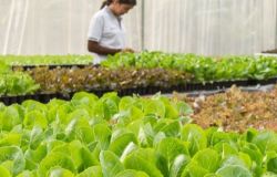 Il Comune di Firenze torna ad assumere agronomi: pubblicato il bando per la selezione ambiente